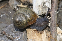 Helminthoglypta berryi