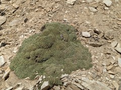 Petrophytum caespitosum caespitosum