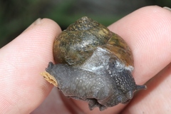 Helminthoglypta berryi