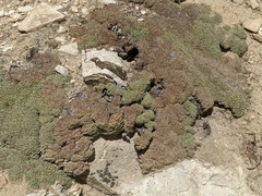 Petrophytum caespitosum caespitosum