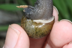 Helminthoglypta berryi