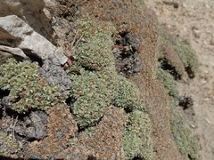 Petrophytum caespitosum caespitosum