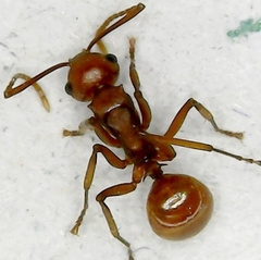 Polyrhachis thrinax