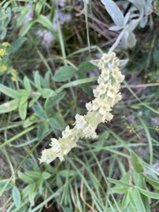 Sideritis catillaris