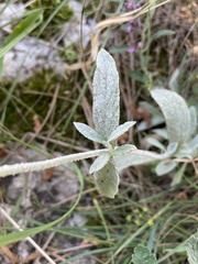 Sideritis catillaris
