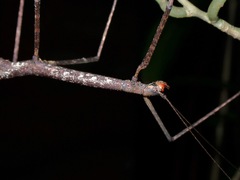 Lopaphus iolas