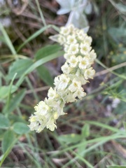 Sideritis catillaris