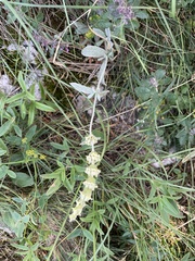 Sideritis catillaris