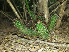 Echinocereus papillosus
