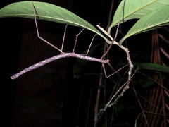 Lopaphus iolas