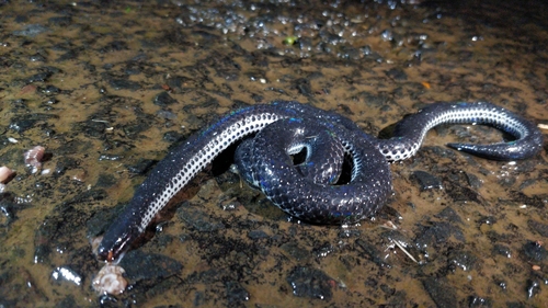 Khaire's black earth snake