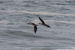 Poikilocarbo gaimardi