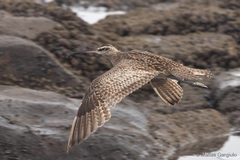 Numenius phaeopus