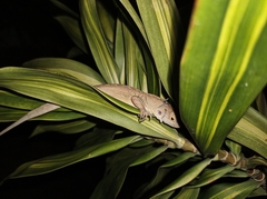 Anolis sagrei