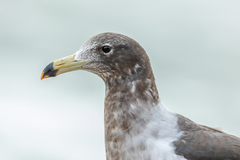 Larus belcheri