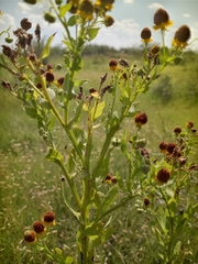 Helenium microcephalum