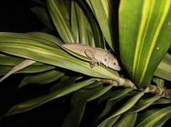 Anolis sagrei