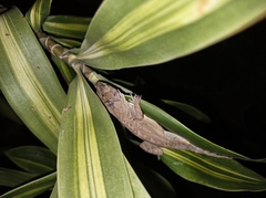 Anolis sagrei