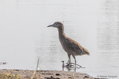 Nycticorax nycticorax