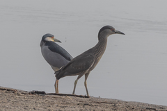 Nycticorax nycticorax