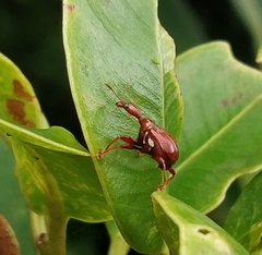 Apoderina
