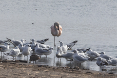 Phoenicopterus chilensis