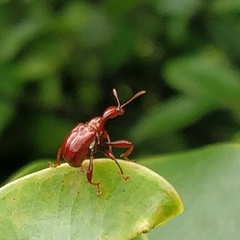 Apoderina