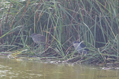 Nycticorax nycticorax