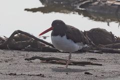 Haematopus palliatus