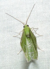 Eucyclodes insperata