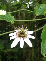 Passiflora alnifolia