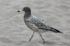 Larus belcheri
