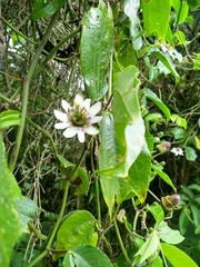 Passiflora alnifolia