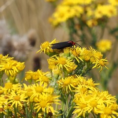 Ctenucha rubroscapus