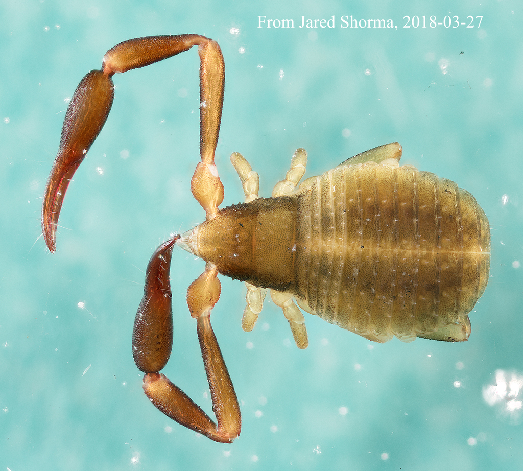Philip's Red Pseudoscorpion
