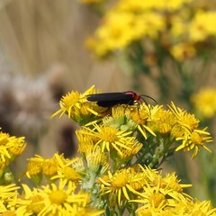 Ctenucha rubroscapus