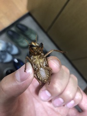 Graptopsaltria nigrofuscata