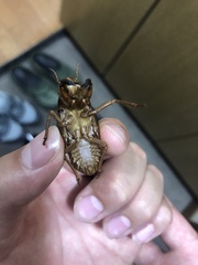 Graptopsaltria nigrofuscata