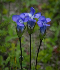 Gentianopsis detonsa raupii