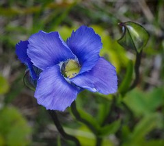 Gentianopsis detonsa raupii