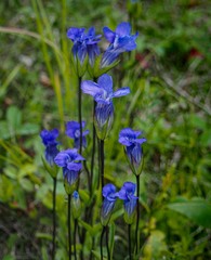 Gentianopsis detonsa raupii
