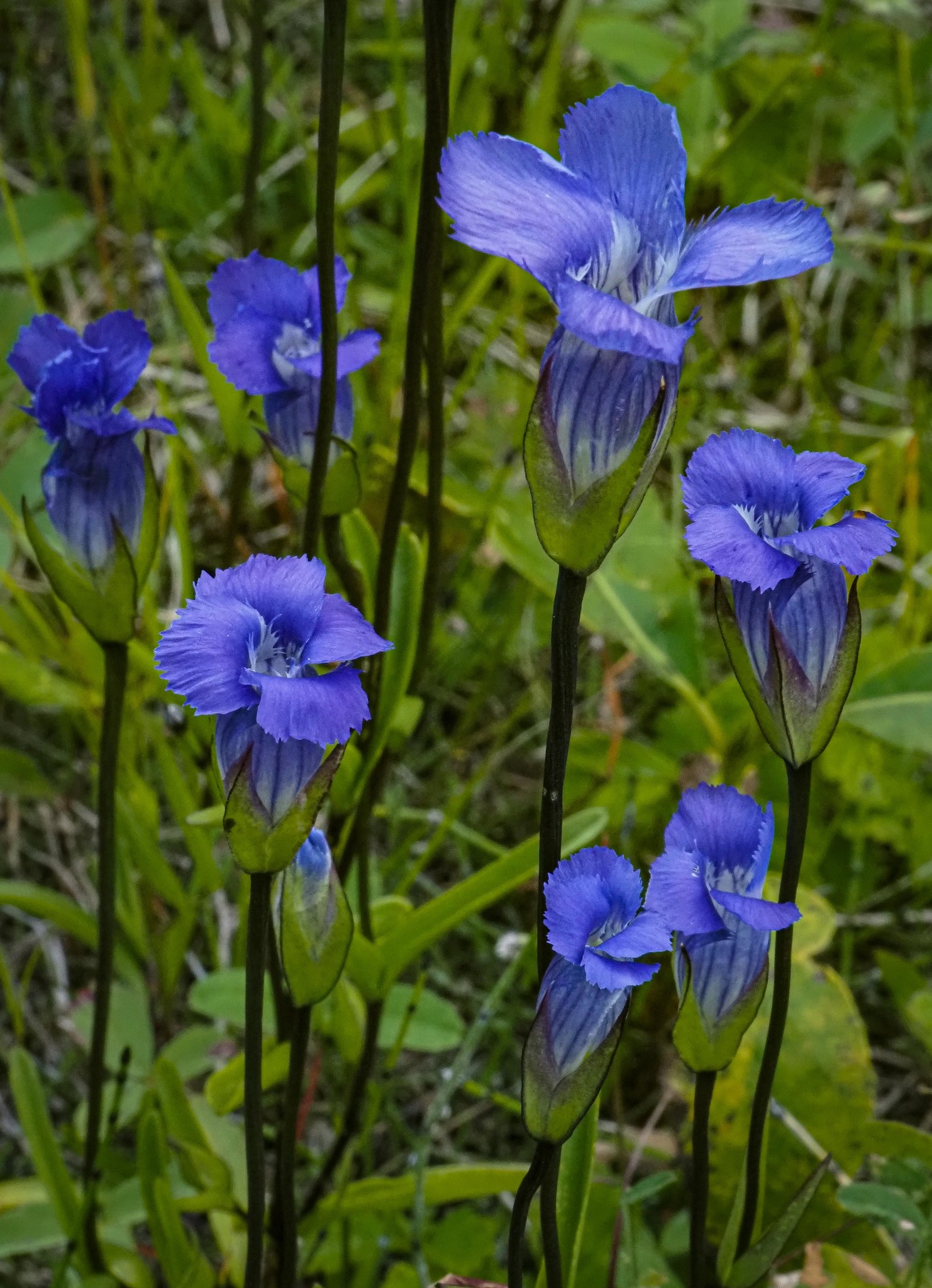 Gentianopsis detonsa