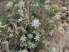 Leptosiphon nuttallii pubescens