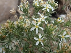 Leptosiphon nuttallii pubescens