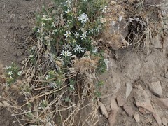 Leptosiphon nuttallii pubescens