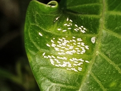 Insecta
