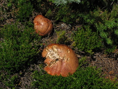 Leccinellum