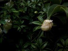 Pereskia aculeata