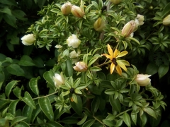 Pereskia aculeata