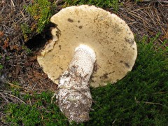 Leccinellum